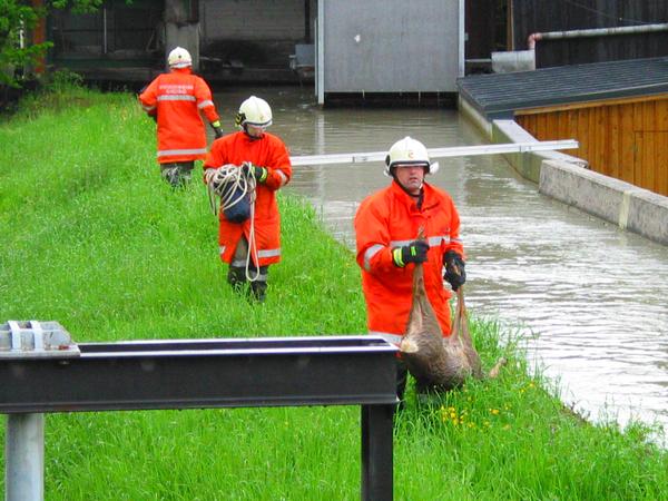 Feuerwehr rettet Reh aus dem Almkanal
Keine Chance für das Reh aus dem senkrechten Wänden des Kanals zu entkommen. Sehr schnell kommt die freiwillige Feuerwehr Grödig um das erschöpfte Tier zu retten.