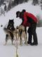 Hunde einspannen
Die Hunde können es kaum erwarten endlich mit dem Schlitten los zu rennen. Ich sitze schon im Schlitten und hoffe, daß der Schneeanker wirklich bis 6 Hunde hällt.