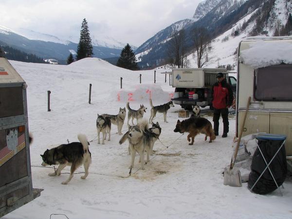Hunde entladen aus dem Pick Up
Der Musher hat jetzt alle 10 Hunde aus dem Pick Up endladen und diese in 2 Reihen zu 5 Hunden angeleint.