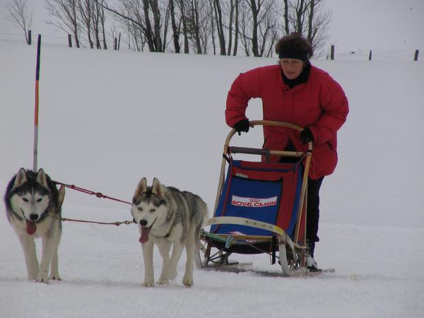 Schlittenhundeschule: Schülerin fährt hinten
Der Lehrer fährt voraus, die Schülerin immer hinten, weil Sie keinen Schneeanker hat. Zu gefährlich für Anfänger, weil der Anker könnte sich statt im Schnee im Körper fest fressen.