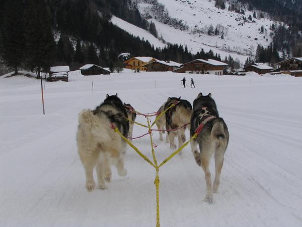 Schneller als Ski Langläufer
Das Gespann mit 6 Hunden, mir und dem Musher ist auf dem leichten Gefälle zurück zum Stake Out wesentlich schneller als die beiden Skilangläufer.