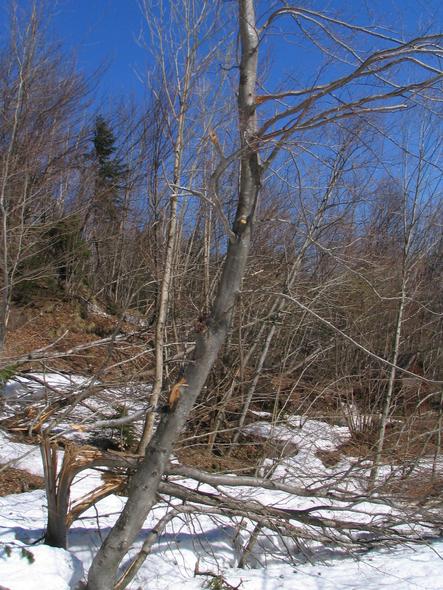 Height of the avalanche: broken branches till 5-m height
Only above 5 ms the branches got over the avalanche departure. Everything under it either broken or in direction of the avalanche bent.