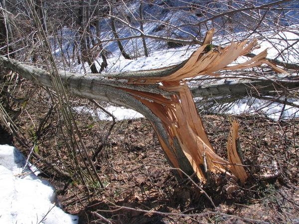 Strength of an avalanche: ruptured tree
What is a stronger? A car with 150 km/h or an avalanche? To me are known  no  destructions like this caused by car accidents.