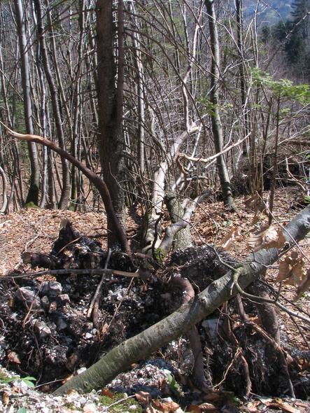 Lawinenschäden: Baum entwurzelt
Das Alter des Baumes zeigt, daß es hier jahrzehnte lang möglich war zu wachsen. Erst die großen Schneemengen von 2005 führten zu der vernichtenden Lawine.