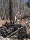 Avalanche damages: tree uproots
The age of the tree shows that it was possible here annual-tenth long to grow. Only the big snow amounts from 2005 led to the destructive avalanche.