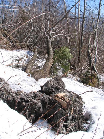 Avalanche damage: uprooted tree
The roots have broken off in immediate nearness of the tree. So far about the idea to hide behind a tree to escape an avalanche.