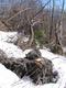 Avalanche damage: uprooted tree
The roots have broken off in immediate nearness of the tree. So far about the idea to hide behind a tree to escape an avalanche.