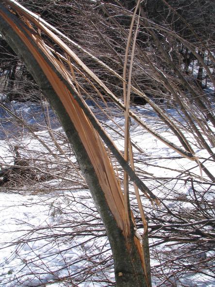 Avalanche effect: twisted tree
The avalanche departure with the waterfall in the west side of the mountain Untersberg bent this tree so strongly that he burst in the mountain direction.